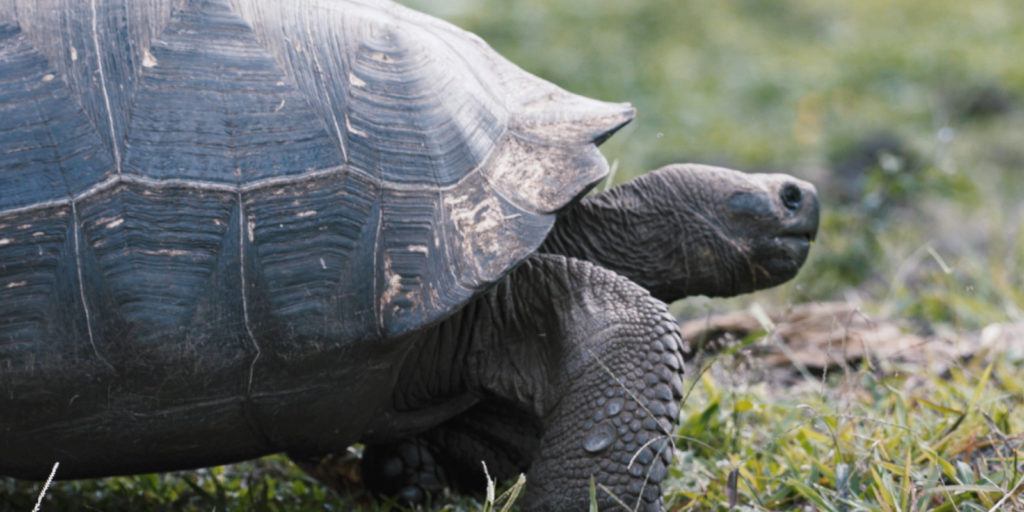 Galapagos Evolution
